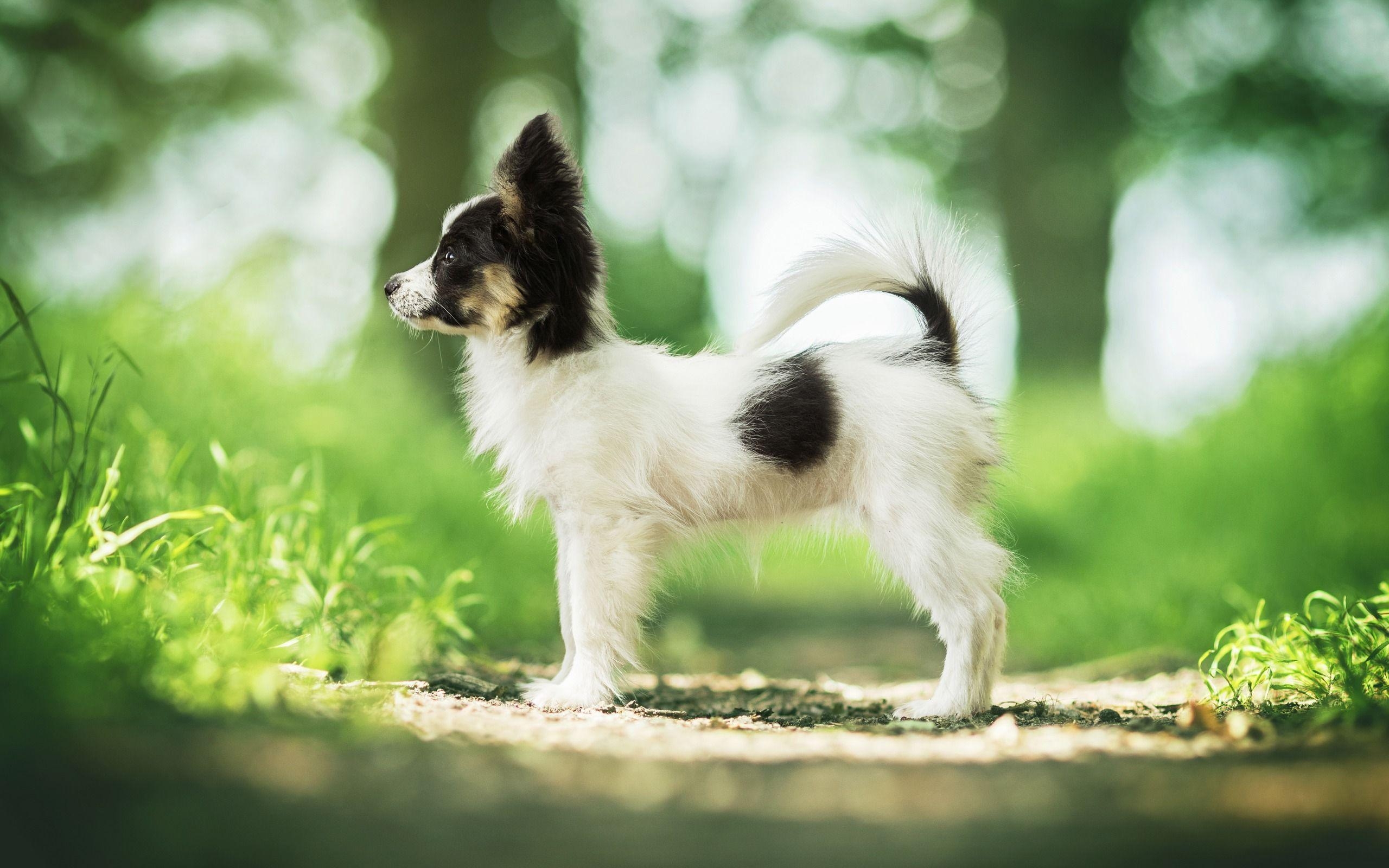 Papillon Hund, kleiner Welpe, Continental Toy Spaniel, 2560x1600 HD Desktop