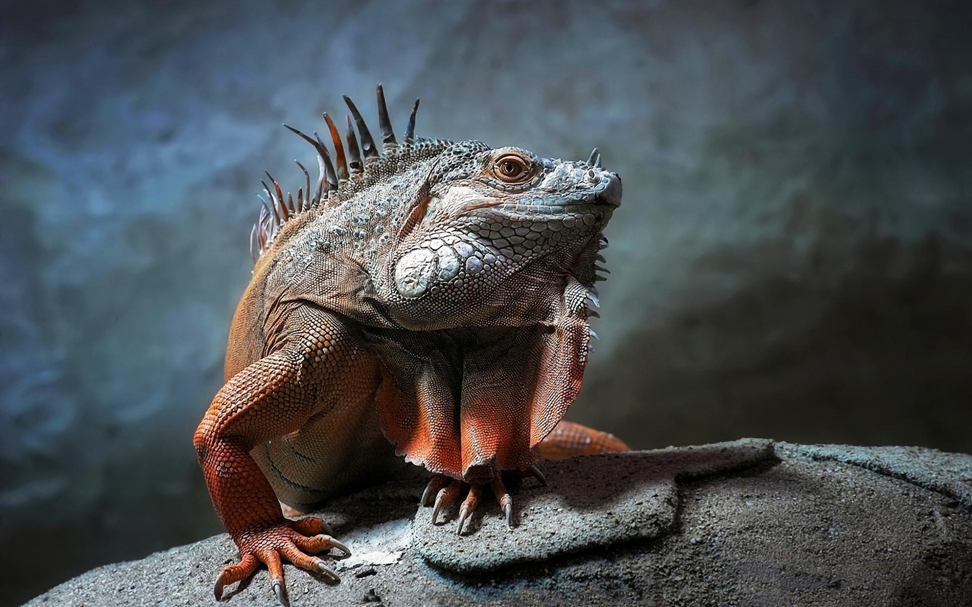 Leguan, Hintergrund, Tiere, Reptilien, Grün, 1920x1200 HD Desktop