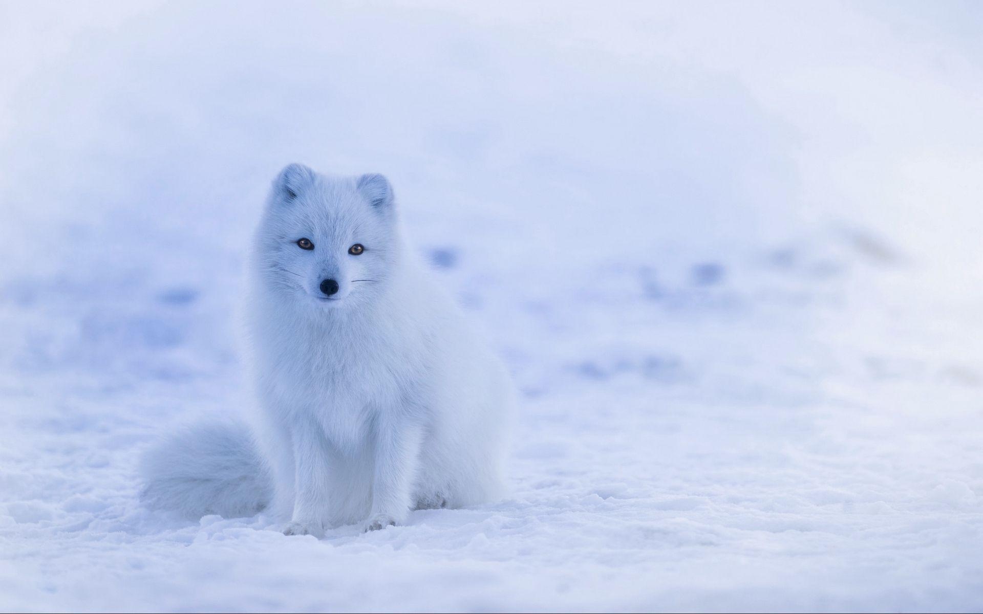 Arktischer Fuchs, Polar, Schnee, Tierwelt, Herunterladen, 1920x1200 HD Desktop