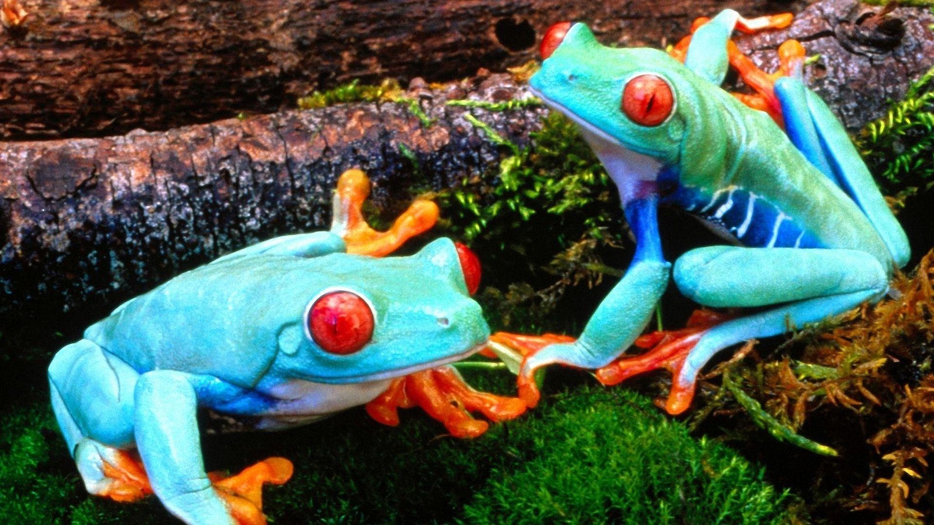 Himmelblauer Frosch, Tiere, Laub, Sitzend, HD, 1920x1080 Full HD Desktop