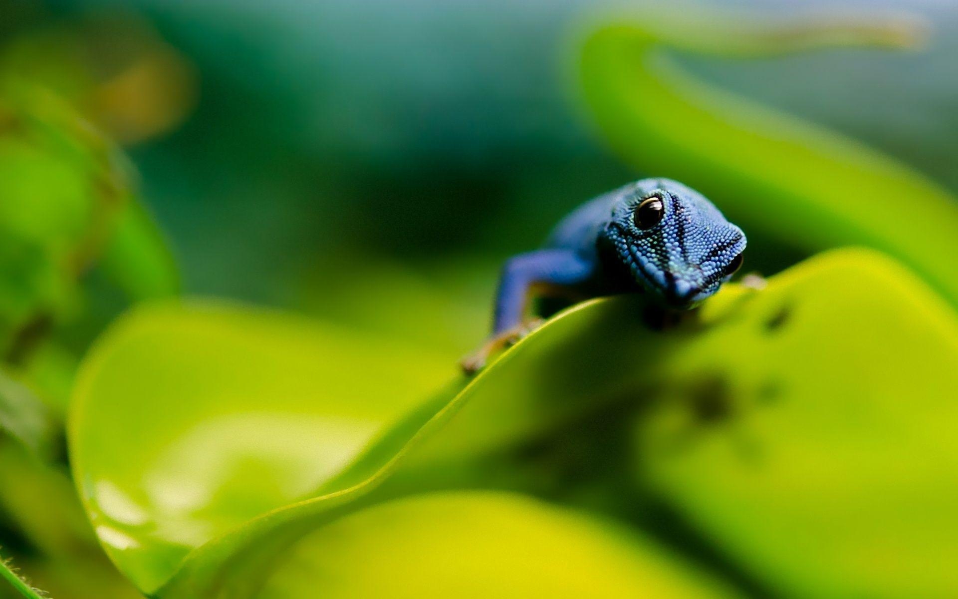 Eidechse, Tierbild, Blau, Naturfoto, Reptil, 1920x1200 HD Desktop