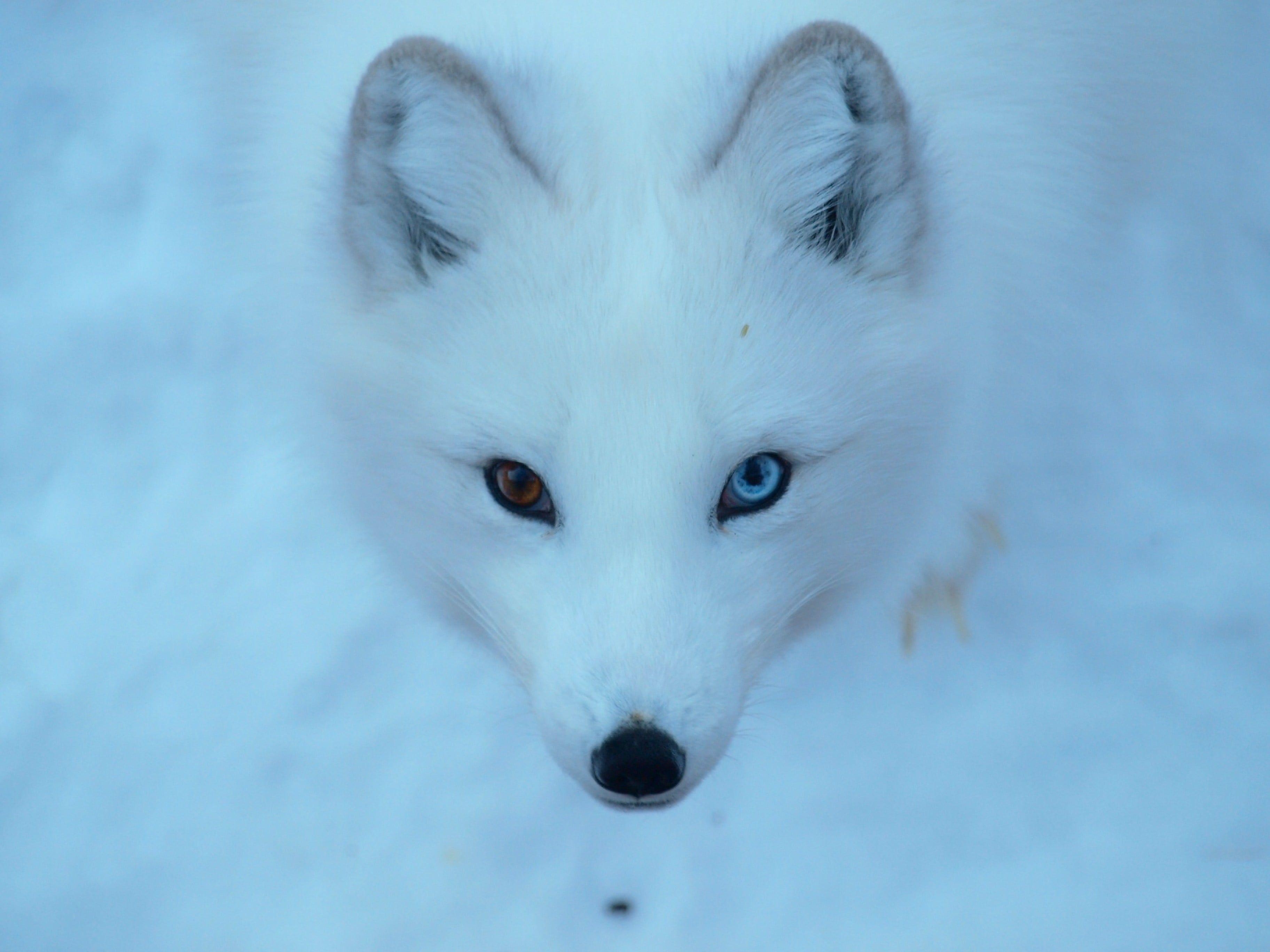 Arktischer Fuchs, Tiere, Schneefuchs, Winter, Natur, 3650x2740 4K Desktop