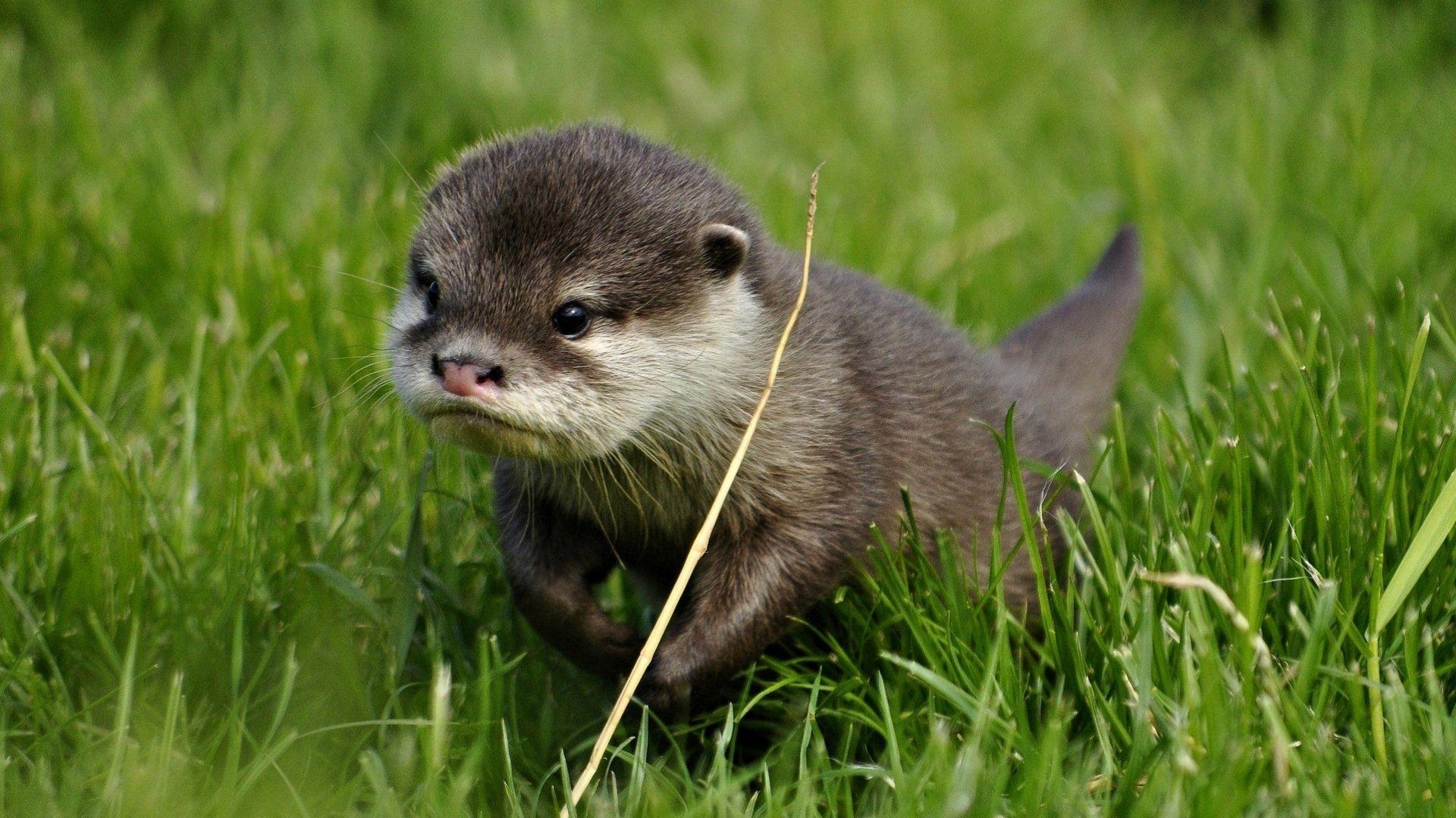 Asiatische Kurzkrallenotter, Hintergrund, Otter, Tierwelt, Muster, 1920x1080 Full HD Desktop