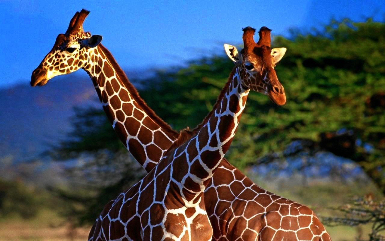 Giraffe, HD, herunterladbar, Tiere, Breitformat, 1280x800 HD Desktop