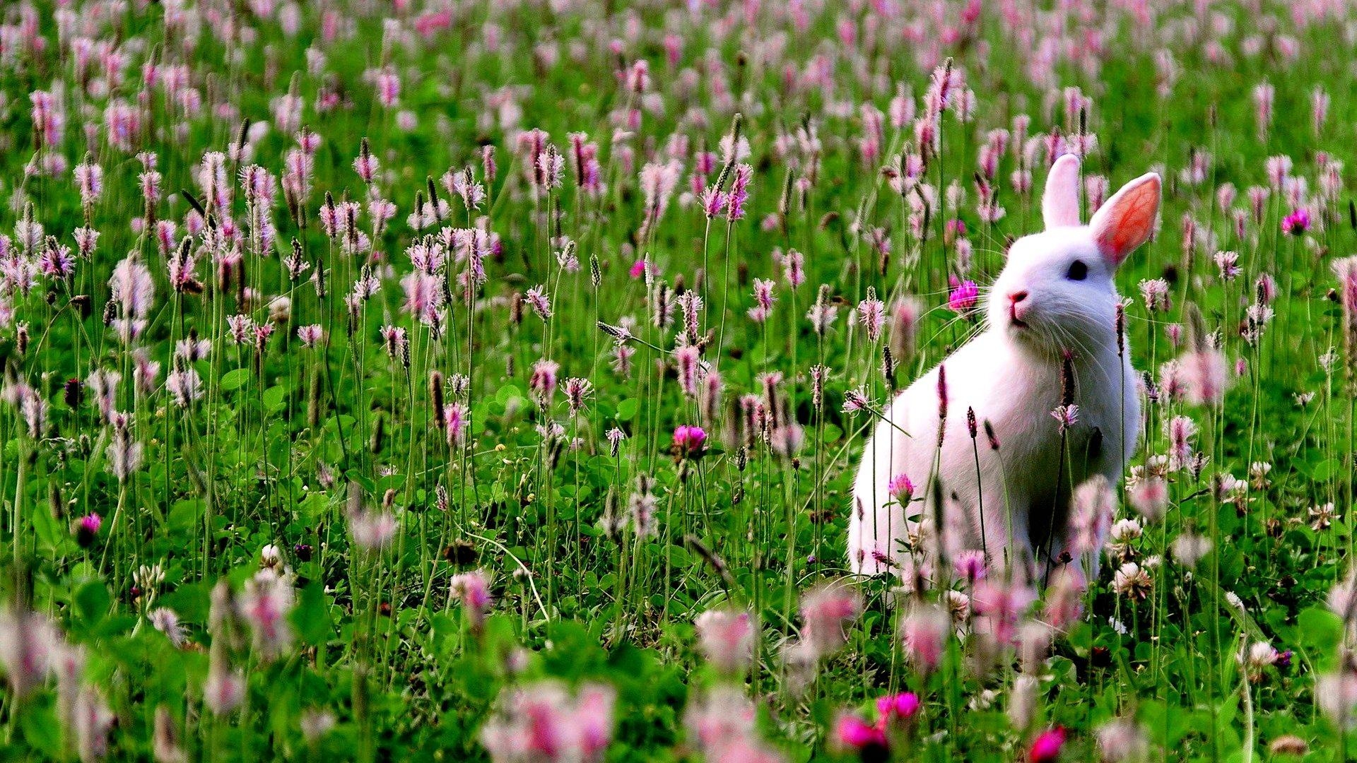 Kaninchen, Hintergrund, Tiere, Natur, Bildgröße, 1920x1080 Full HD Desktop