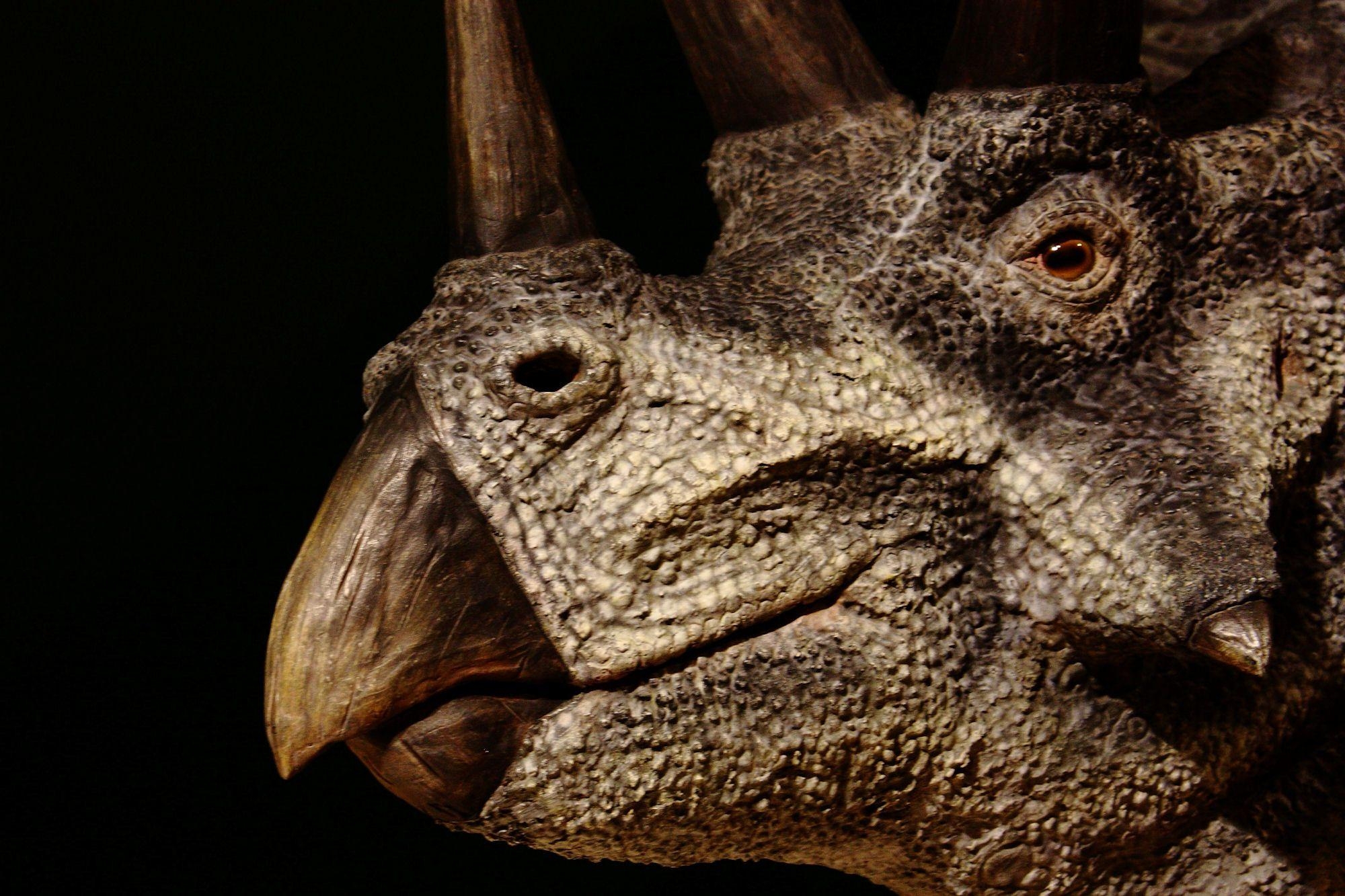 Fantastische Dinosaurier Tapetendesigns Triceratops Bild, 2000x1340 HD Desktop