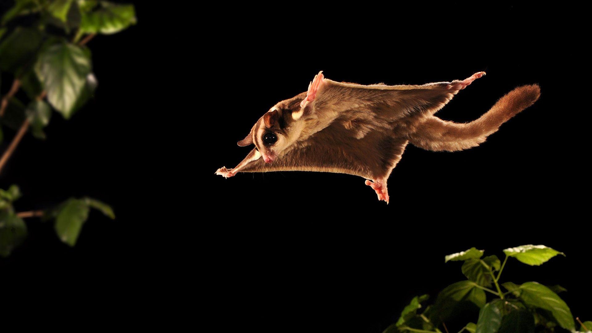 Zuckersegelflug, exotisches Tier, fliegender Beutel, Haustier, Säugetier, 1920x1080 Full HD Desktop