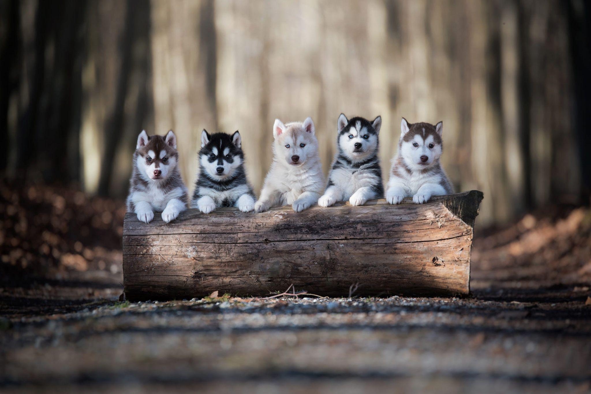 Alaskan Malamute, HD, Hintergrund, Bild, Tiere, 2050x1370 HD Desktop