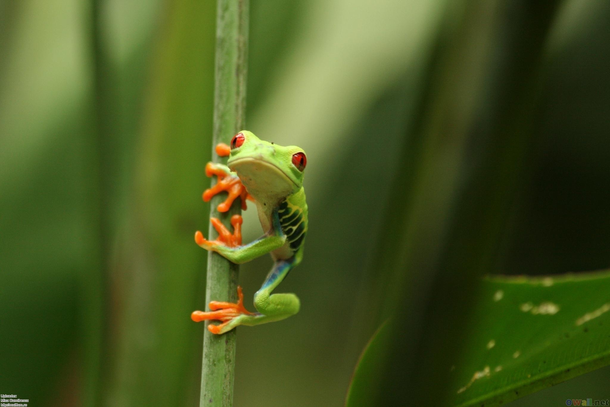 Lustiger Frosch, Gif, Humor, Tier, Bild, 2050x1370 HD Desktop