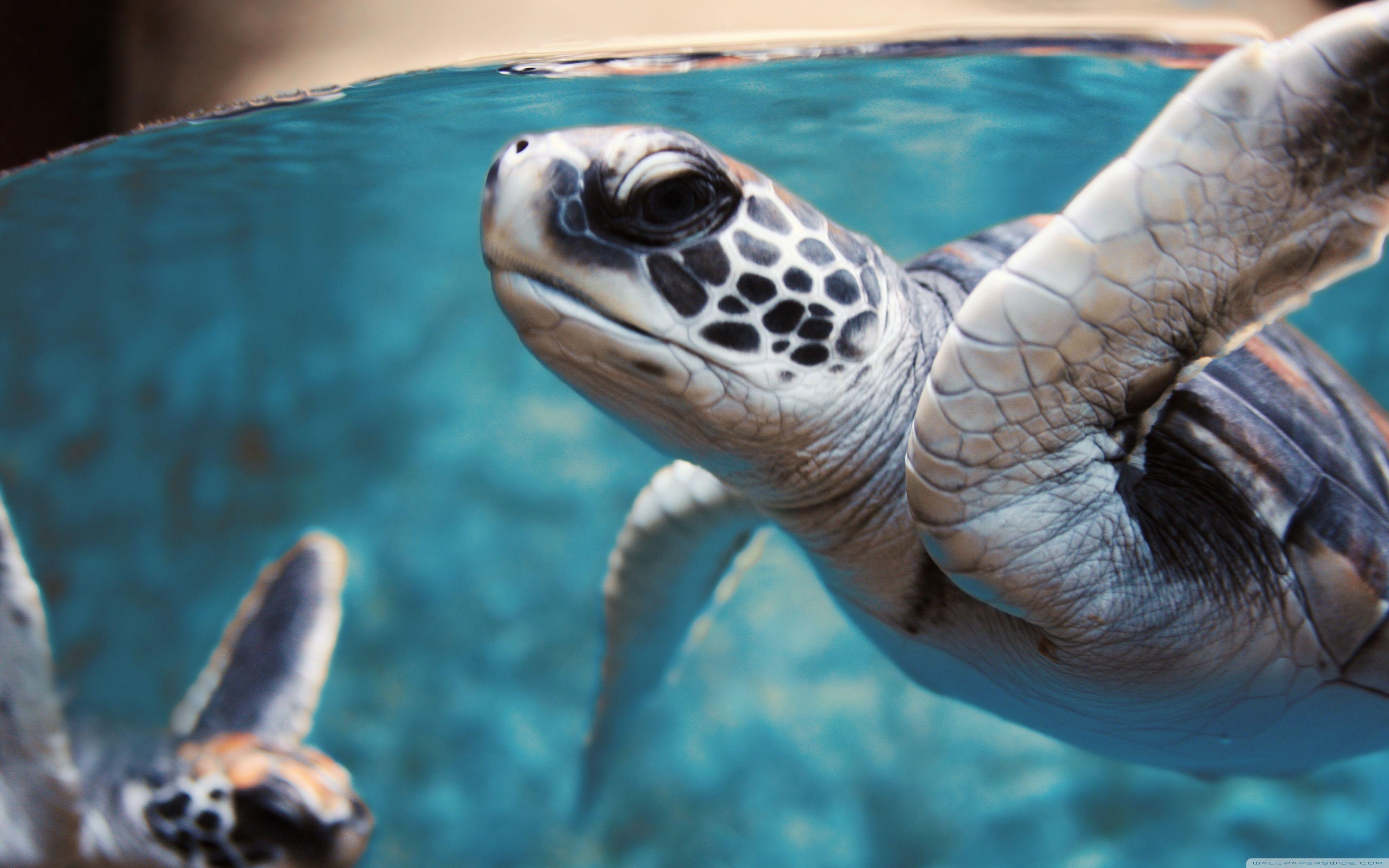 Grüne Schildkröte, Ozean, Unterwasser, Ultra HD, Meeresleben, 3840x2400 4K Desktop