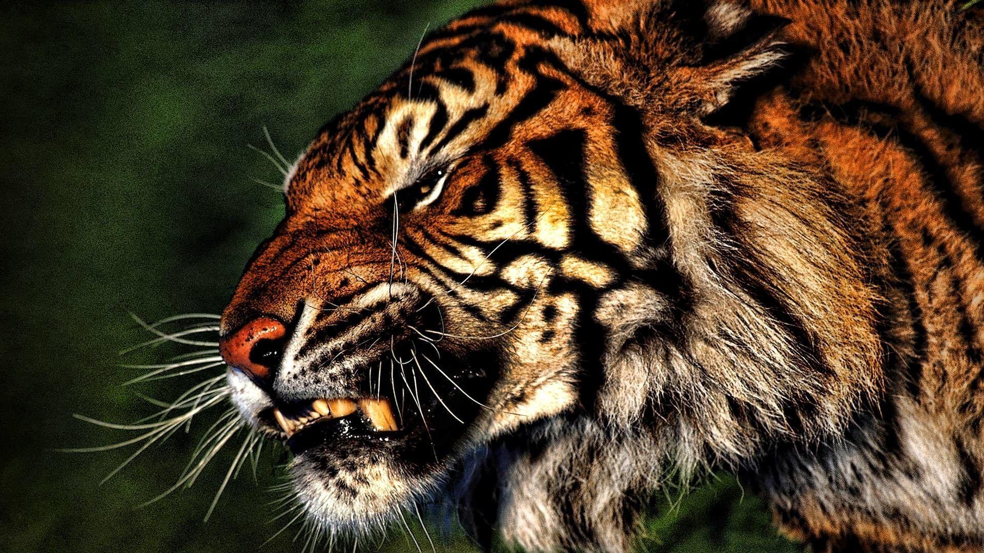 Tiger, Full HD, Bild, Kostenlos, Wildlife, 1920x1080 Full HD Desktop