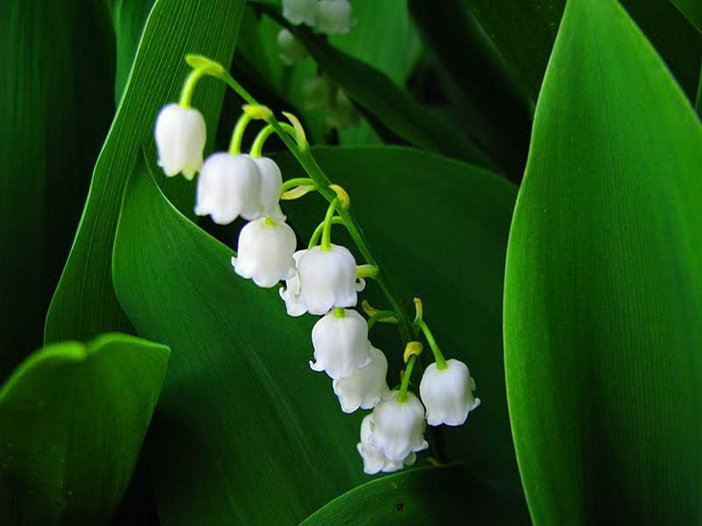 Maiglöckchen, Natur, HD Hintergrund, schöne Blumen, Frühling, 1030x770 HD Desktop