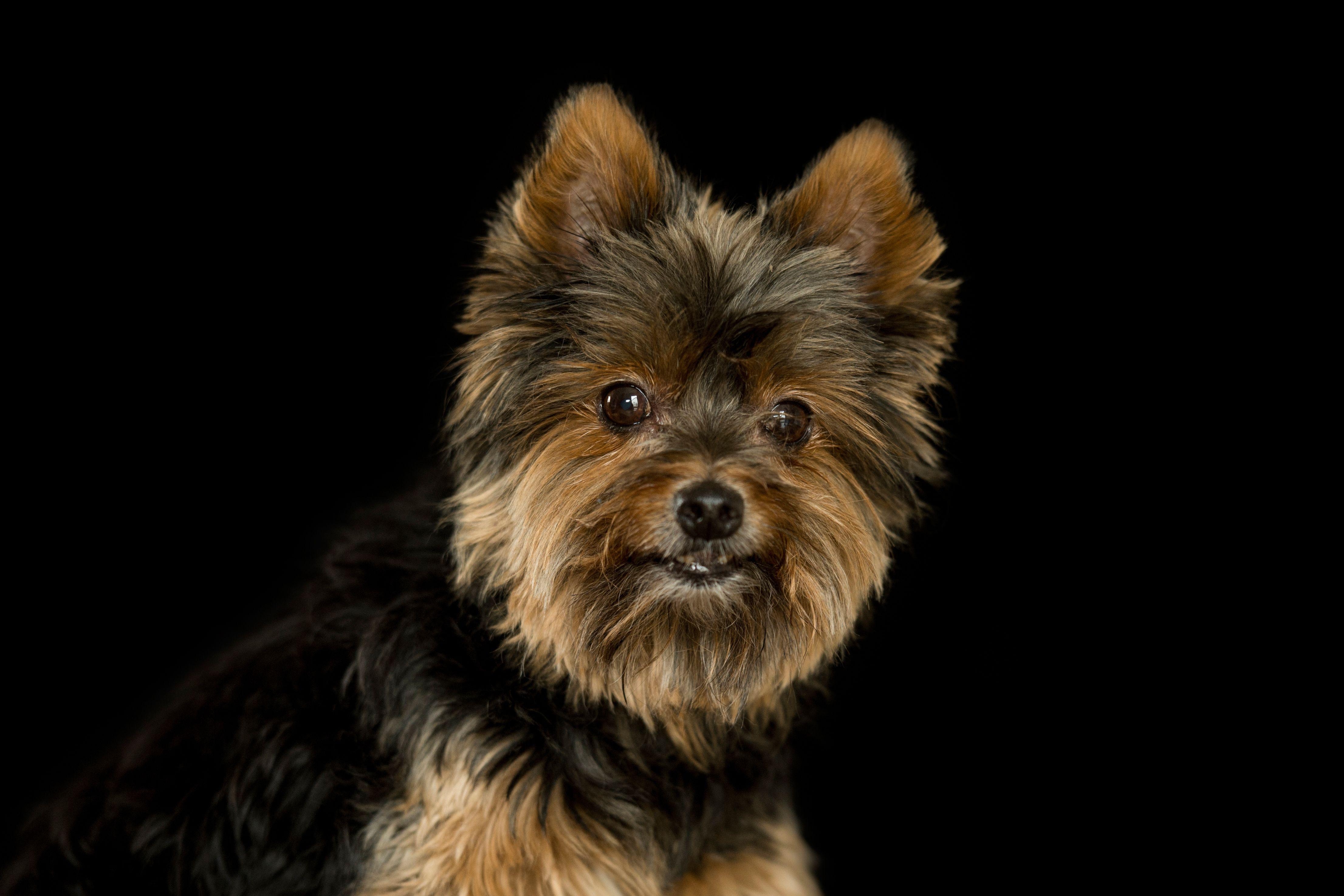 Yorkshire Terrier, Hund, Alltägliches, charmantes Lächeln, liebenswert, 4430x2950 4K Desktop