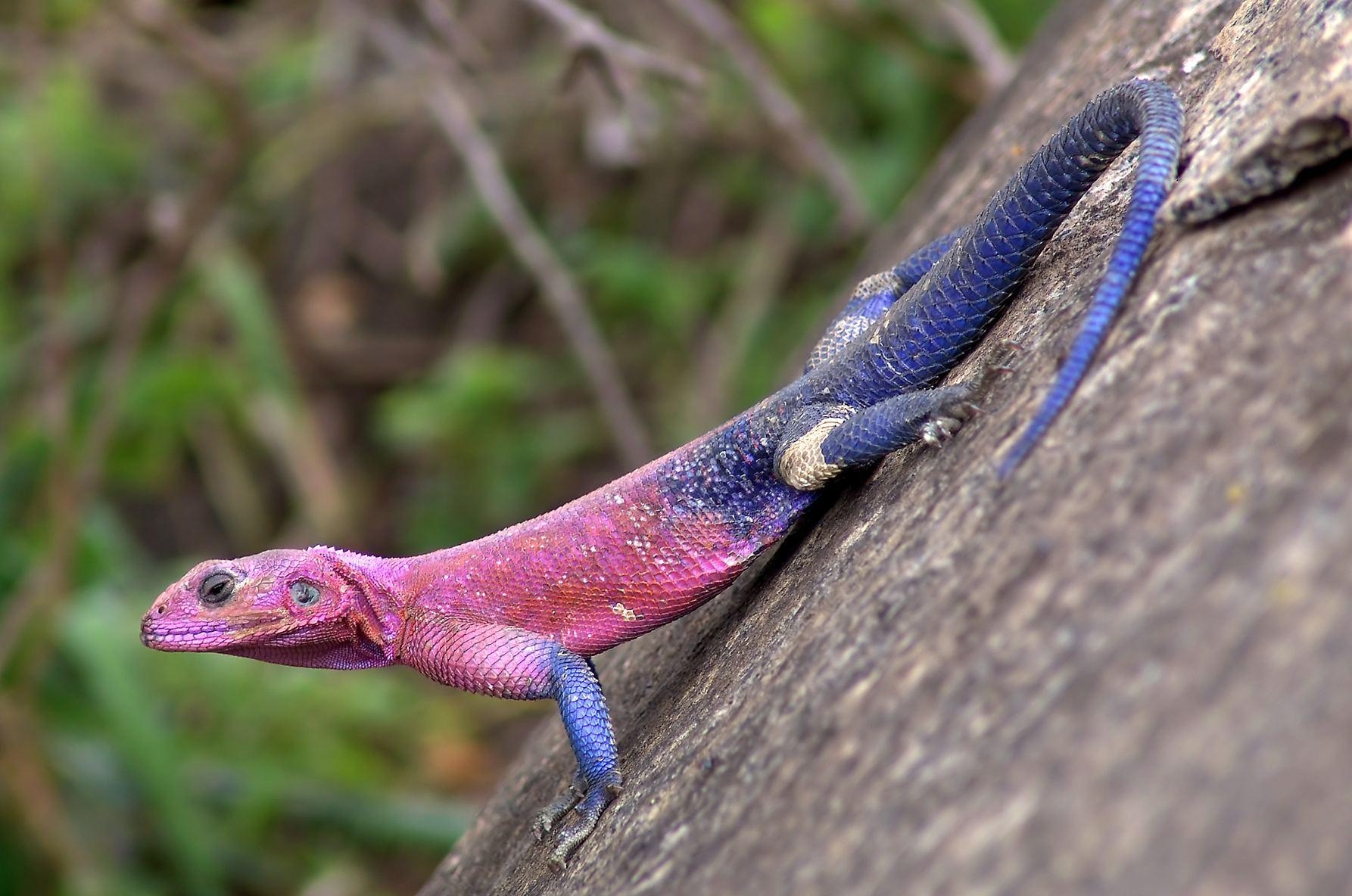 Eidechse, Reptil, Tierwelt, Echsenarten, Natur, 1790x1190 HD Desktop