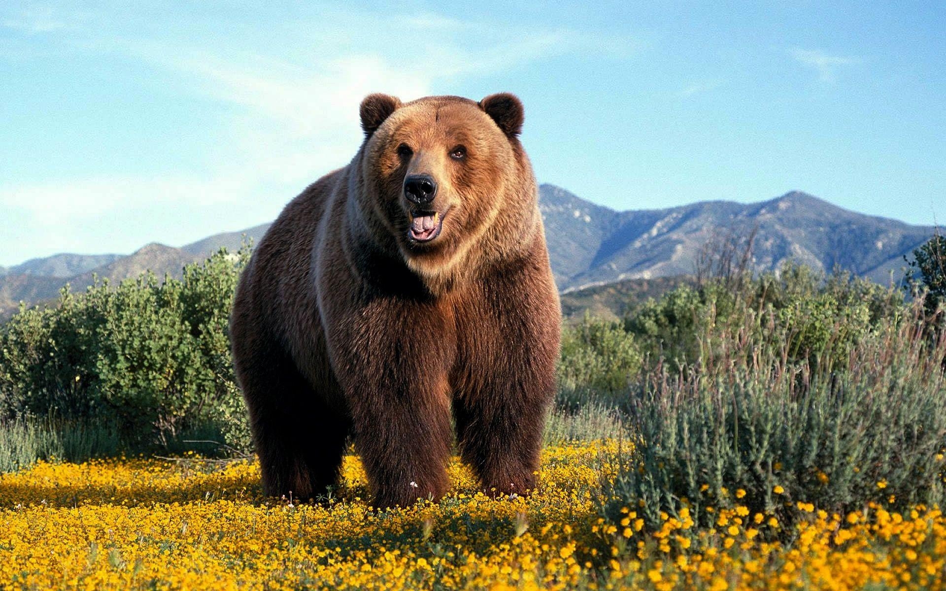 Grizzlybären, Natur, Wildtiere, Schutzgebiete, Lebensraum, 1920x1200 HD Desktop