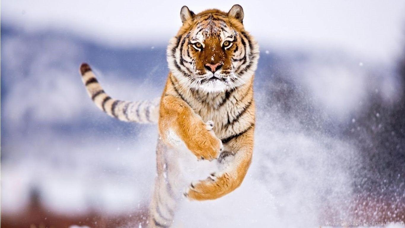 Weißes Tigerjunges, Desktop, Hintergrund, Tier, Bild, 1370x770 HD Desktop