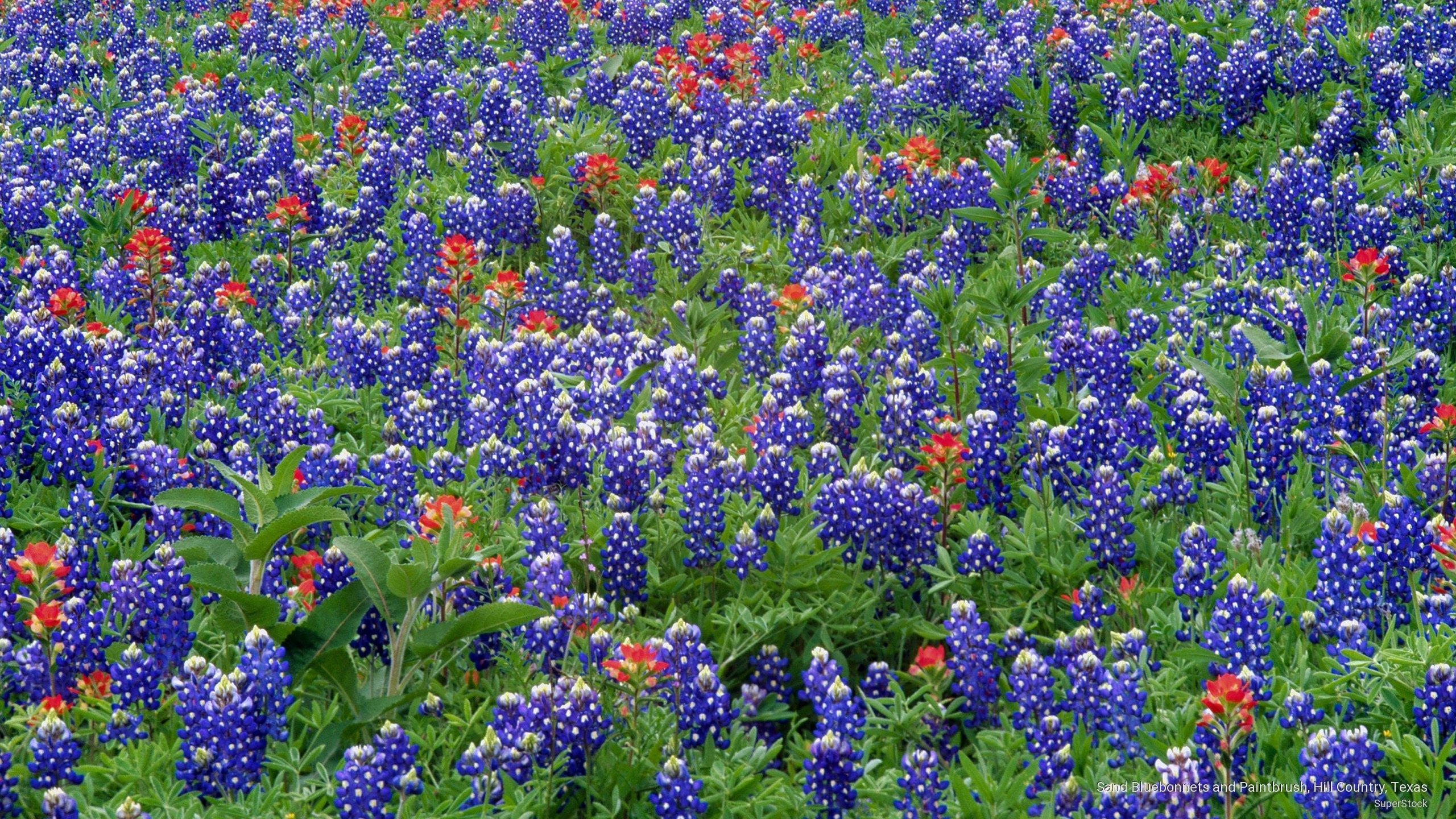 Bluebonnets, Texas Landschaften, Indian Paintbrush, Download, Desktop, 2560x1440 HD Desktop