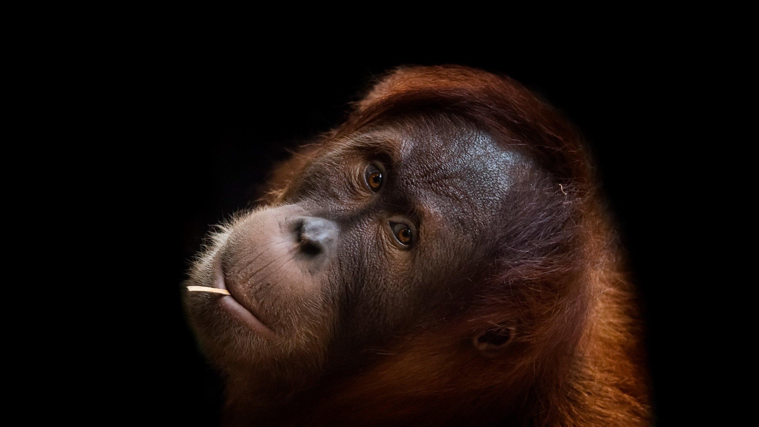 Orang-Utan, Primat, Desktop, Hintergrund, Bild, 2560x1440 HD Desktop