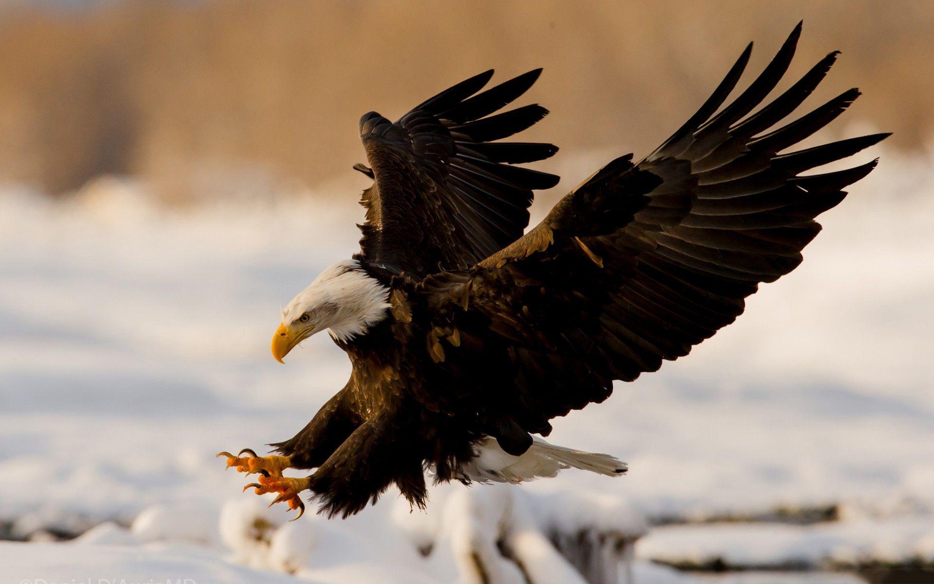 Desktop, Weißkopfseeadler, 50053px, Tier, Hintergrund, 1920x1200 HD Desktop