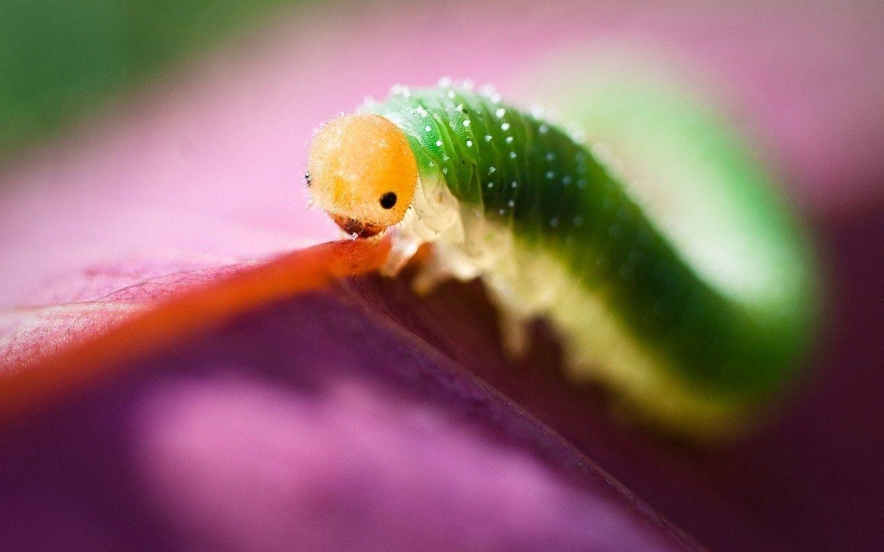 Insekten, HD, Käfer, Hintergrund, Tiere, 1280x800 HD Desktop