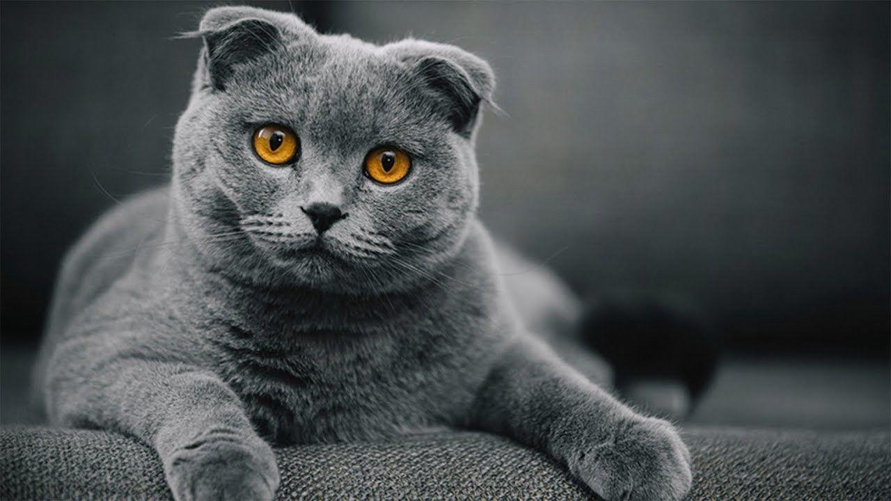 Scottish Fold, Katze, Bild, Foto, Hintergrund, 1280x720 HD Desktop