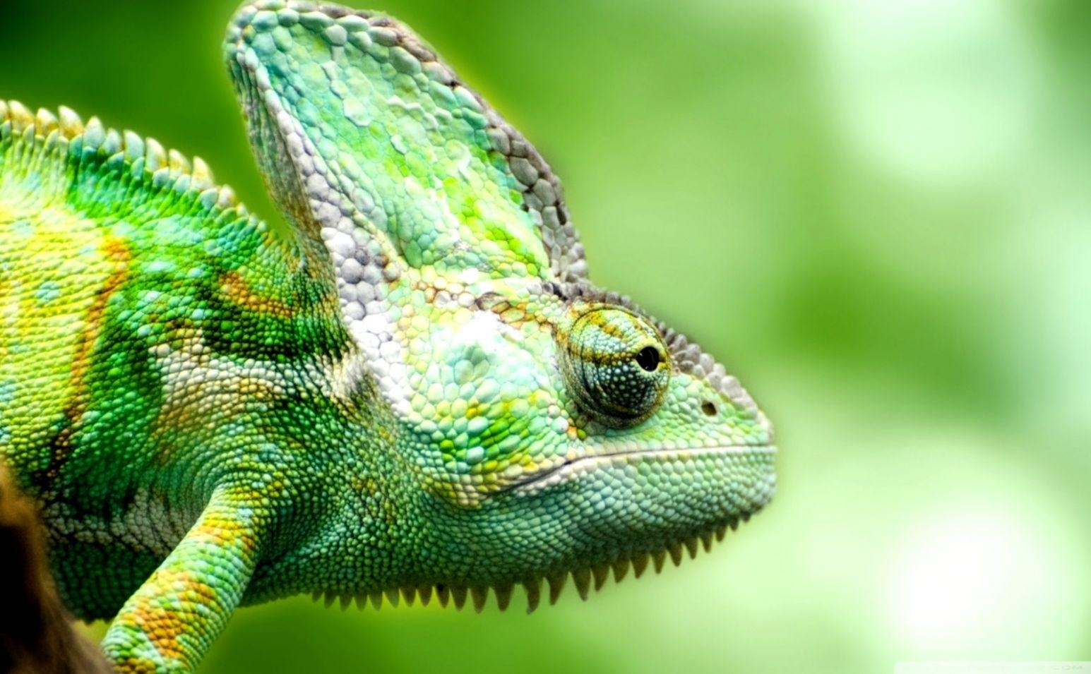 Eidechse, Chamäleon, HD, Reptil, Tier, 1550x960 HD Desktop