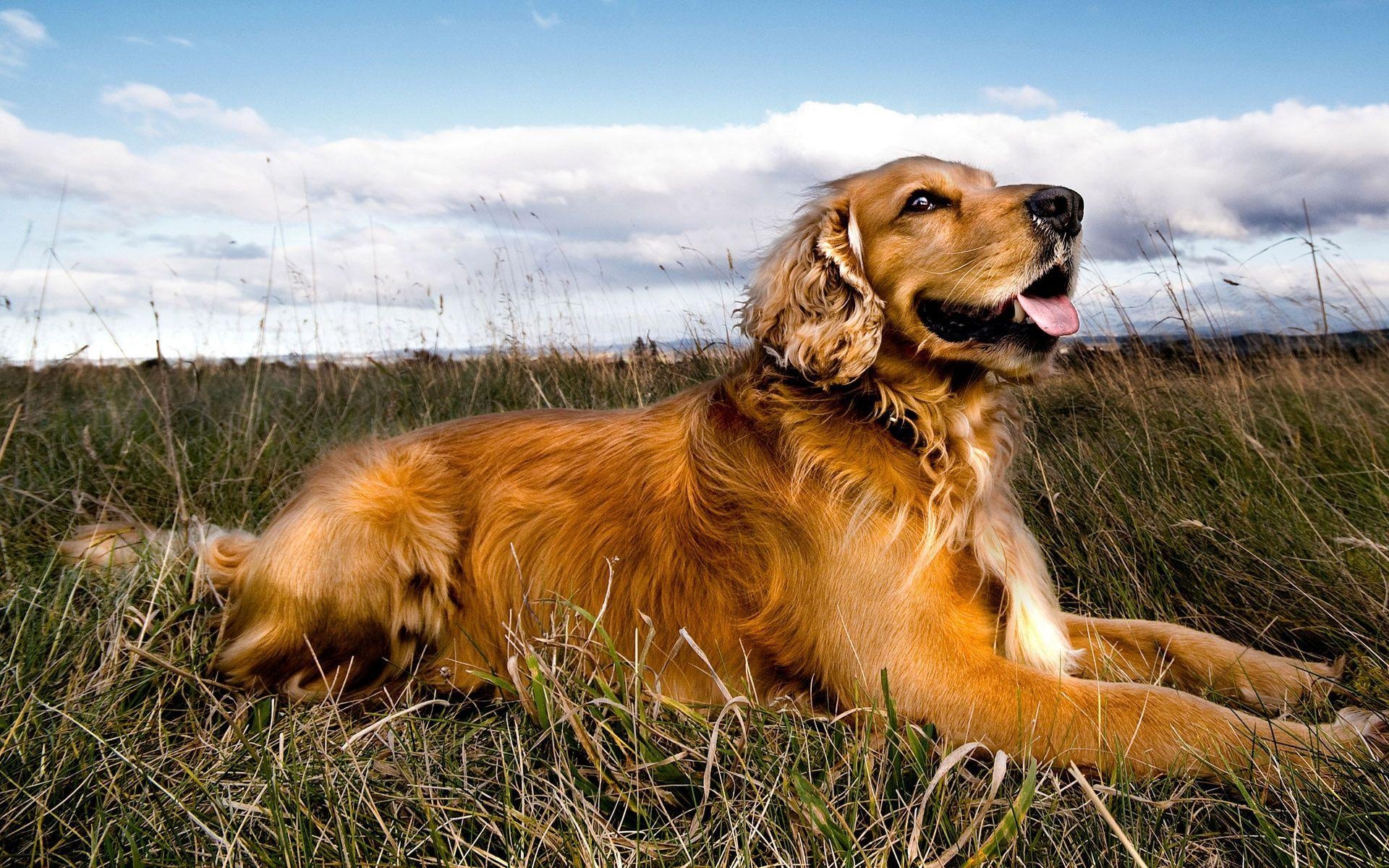 Golden Retriever, Bild, Hintergrund, Hund, Tier, 1920x1200 HD Desktop