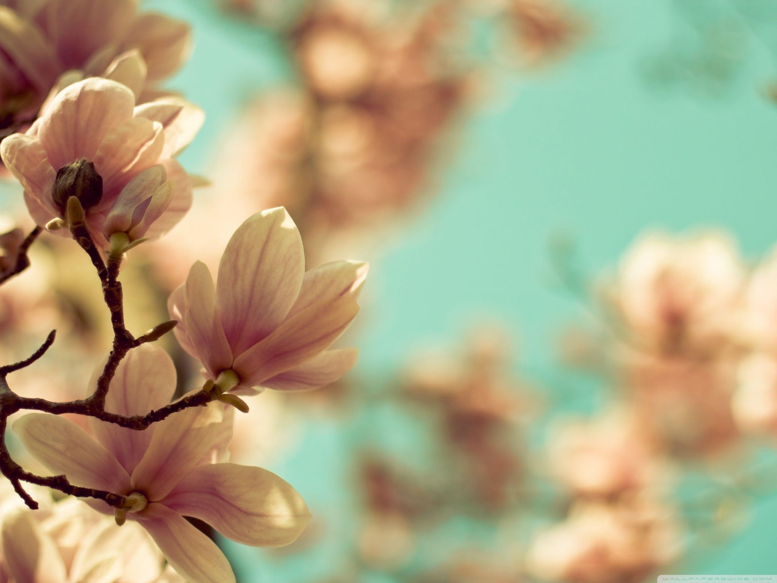 Standard, Magnolien, Natur, Hintergrundbild, HD, 2560x1920 HD Desktop