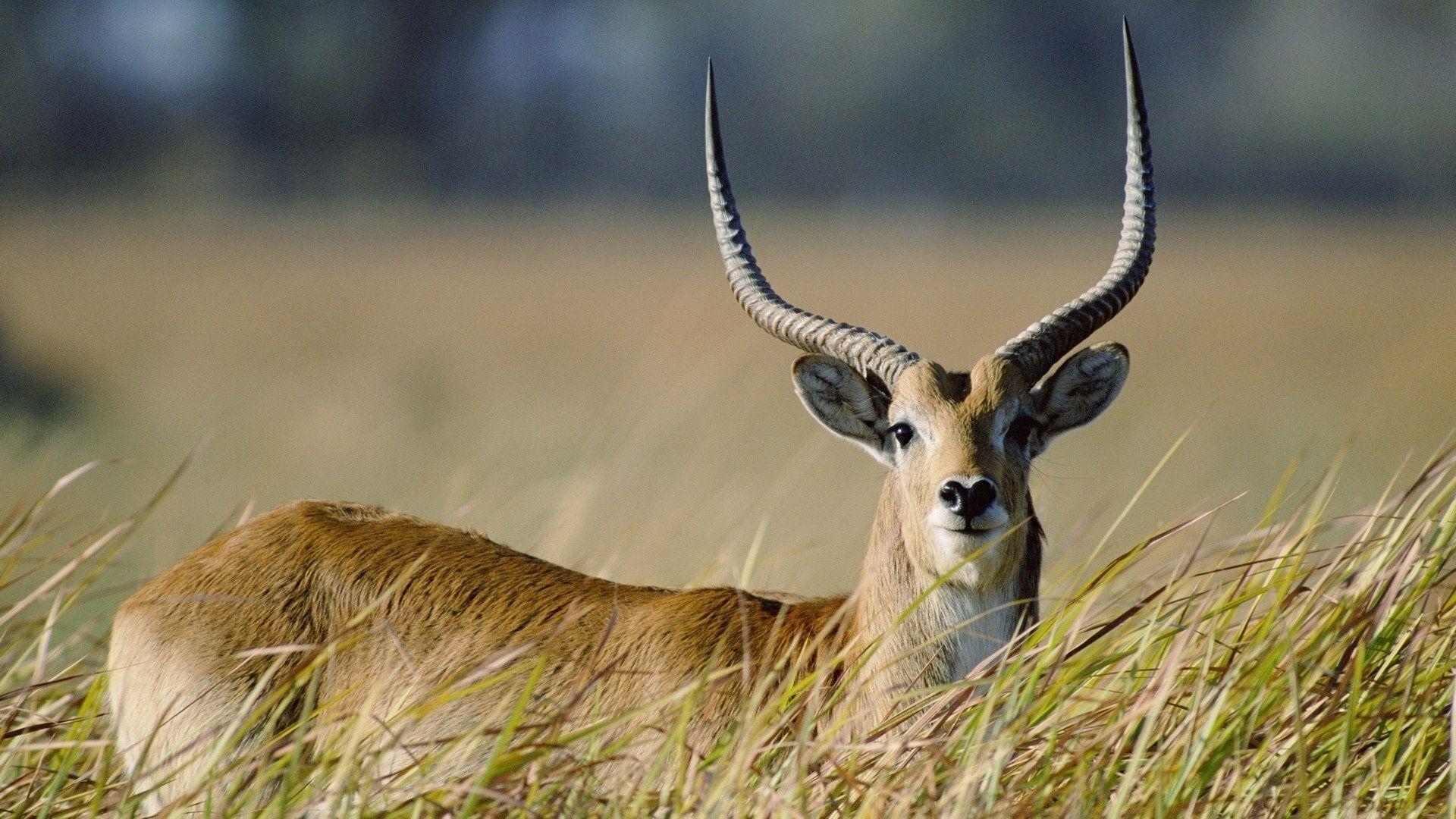 Antilope, Tierbild, Natur, Afrika, Ökosystem, 1920x1080 Full HD Desktop