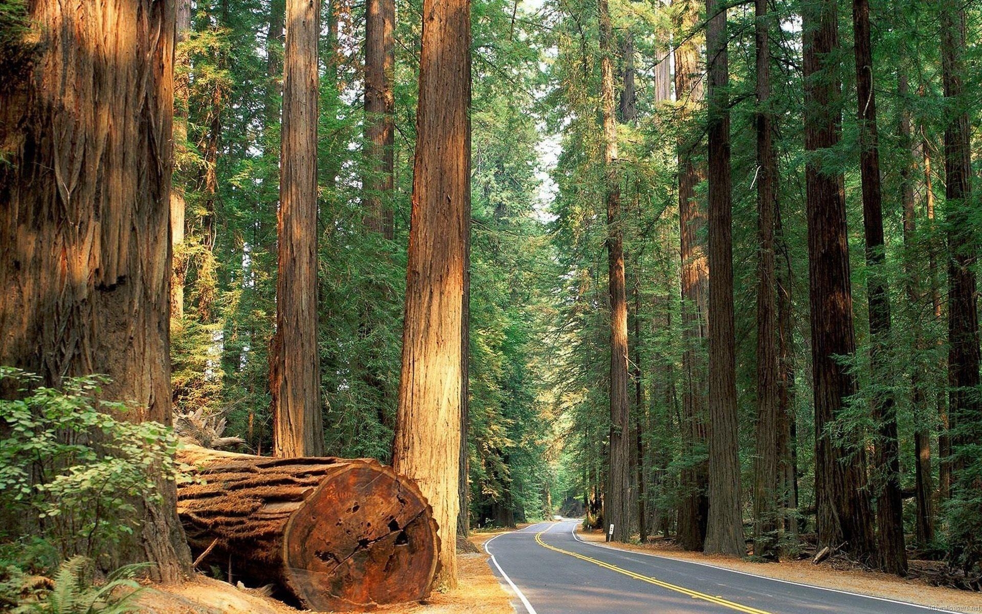 Redwood Nationalpark, Großes Foto, Schreibtisch, Kalifornien, Natur, 1920x1200 HD Desktop