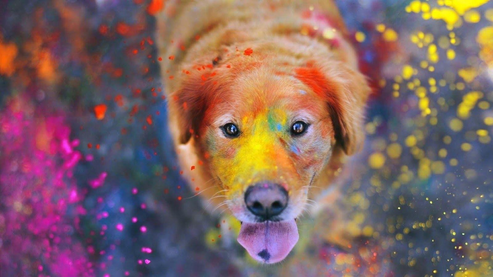 Golden Retriever, Desktop, Hintergrund, PC, Download, 1600x900 HD Desktop