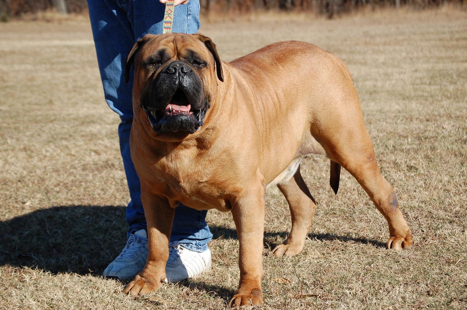 Bullmastiff, Hund, Hintergrund, HD, Tier, 1510x1000 HD Desktop