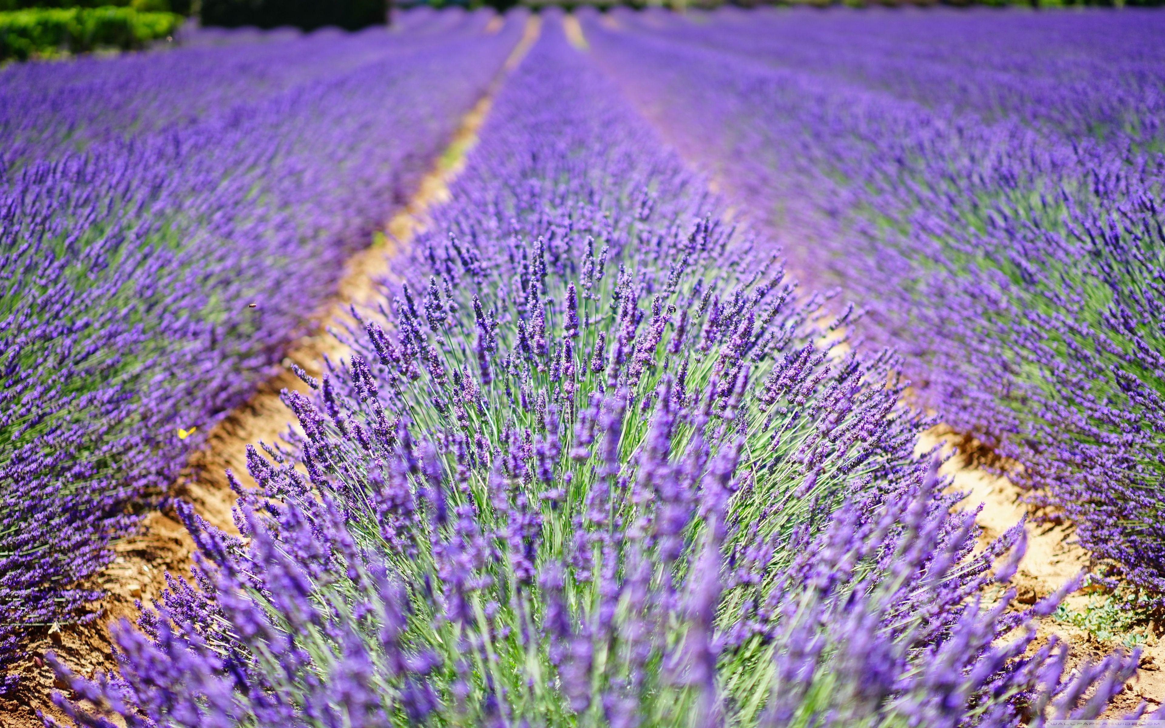 Schöne Lavendelblüten, 4K, Natur, Lila, Blumen, 3840x2400 4K Desktop