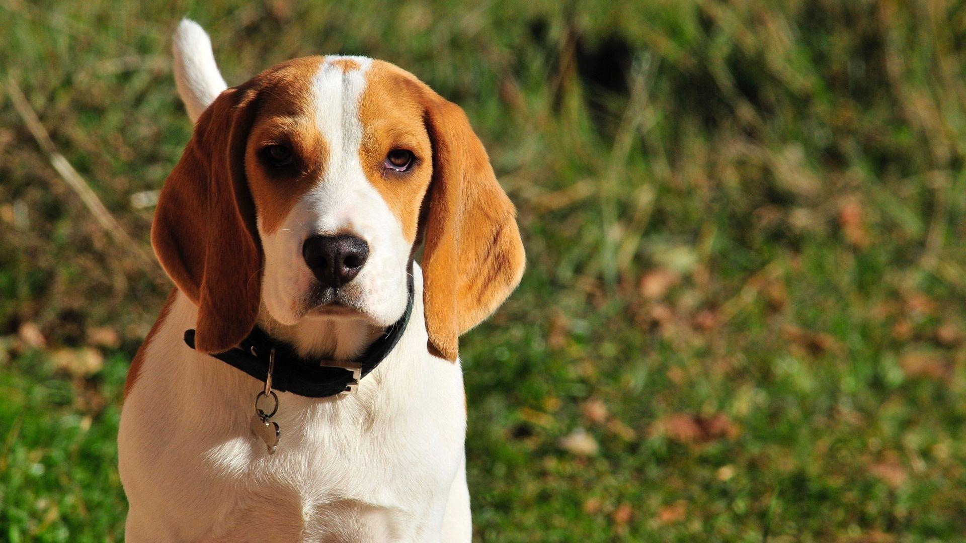 Beagle, Hund, Mütze, Schnauze, Halsband, 1920x1080 Full HD Desktop