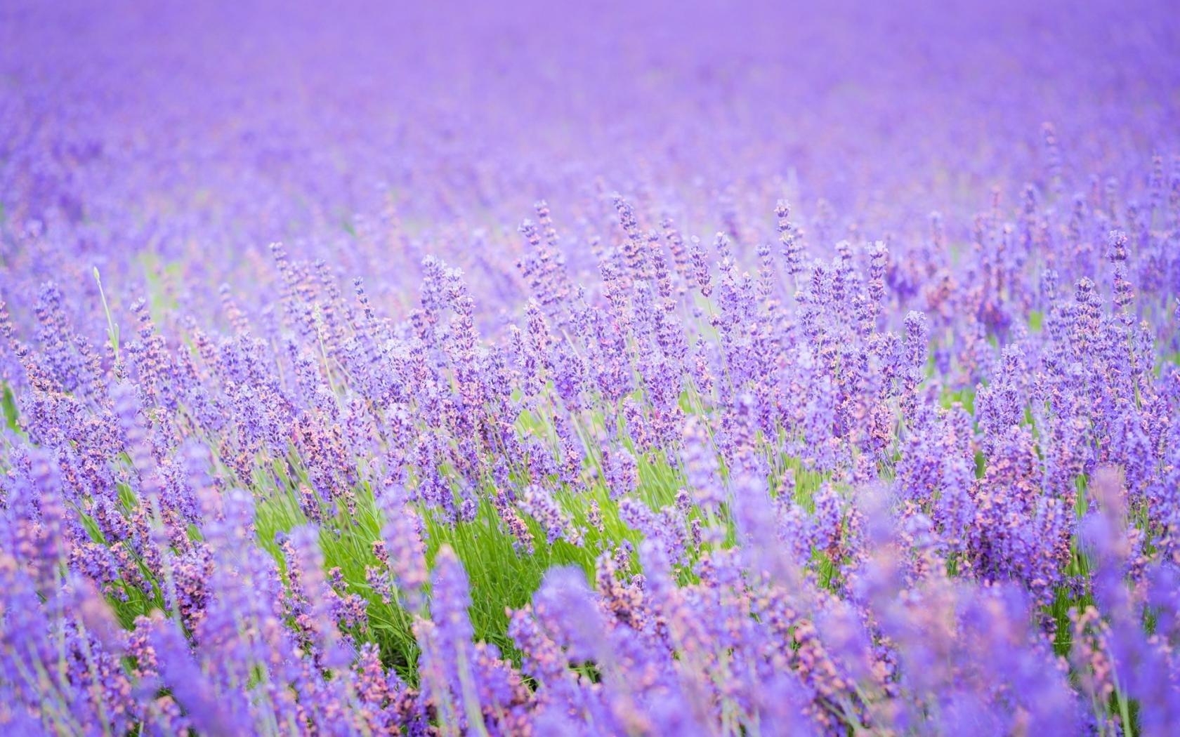 Lavendel, Desktop, Hintergrund, Bild, Natur, 1680x1050 HD Desktop