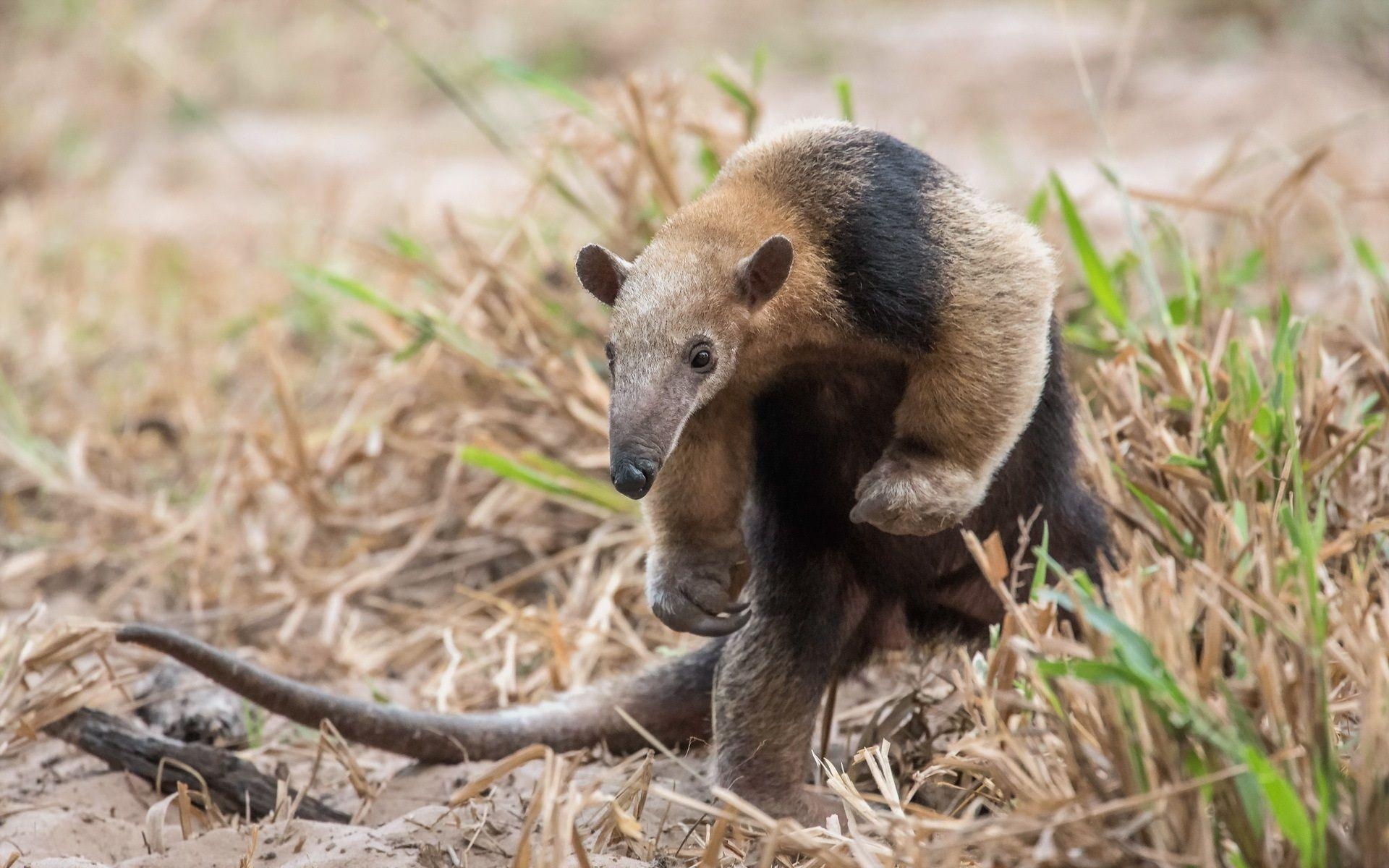 Ameisenbär, Brasilien, Tier, Nahaufnahme, Foto, 1920x1200 HD Desktop