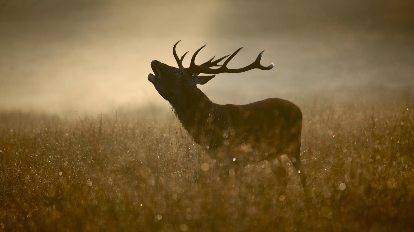 Hirsch, Wildtiere, Natur, HD, Wald, 1600x900 HD Desktop