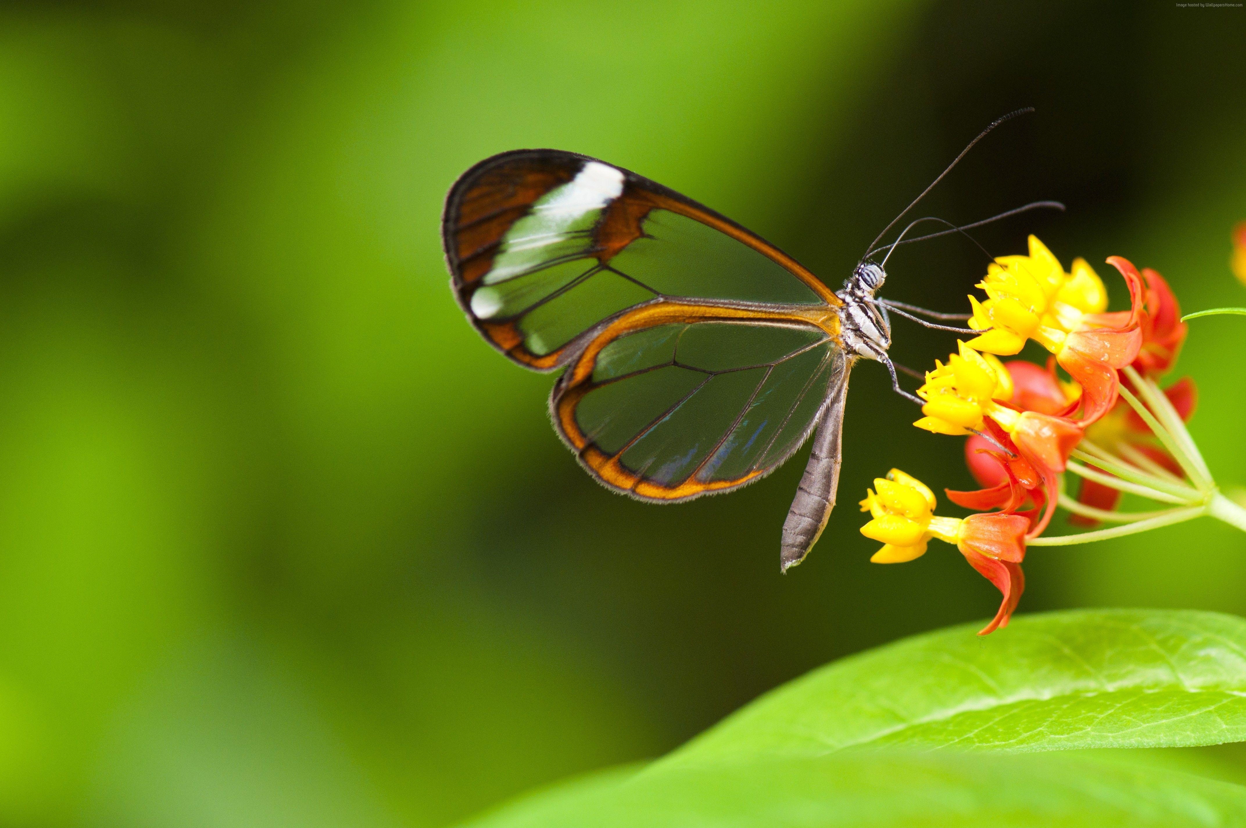 Insekten, Blumen, Hintergrund, Tiere, Natur, 4290x2850 4K Desktop