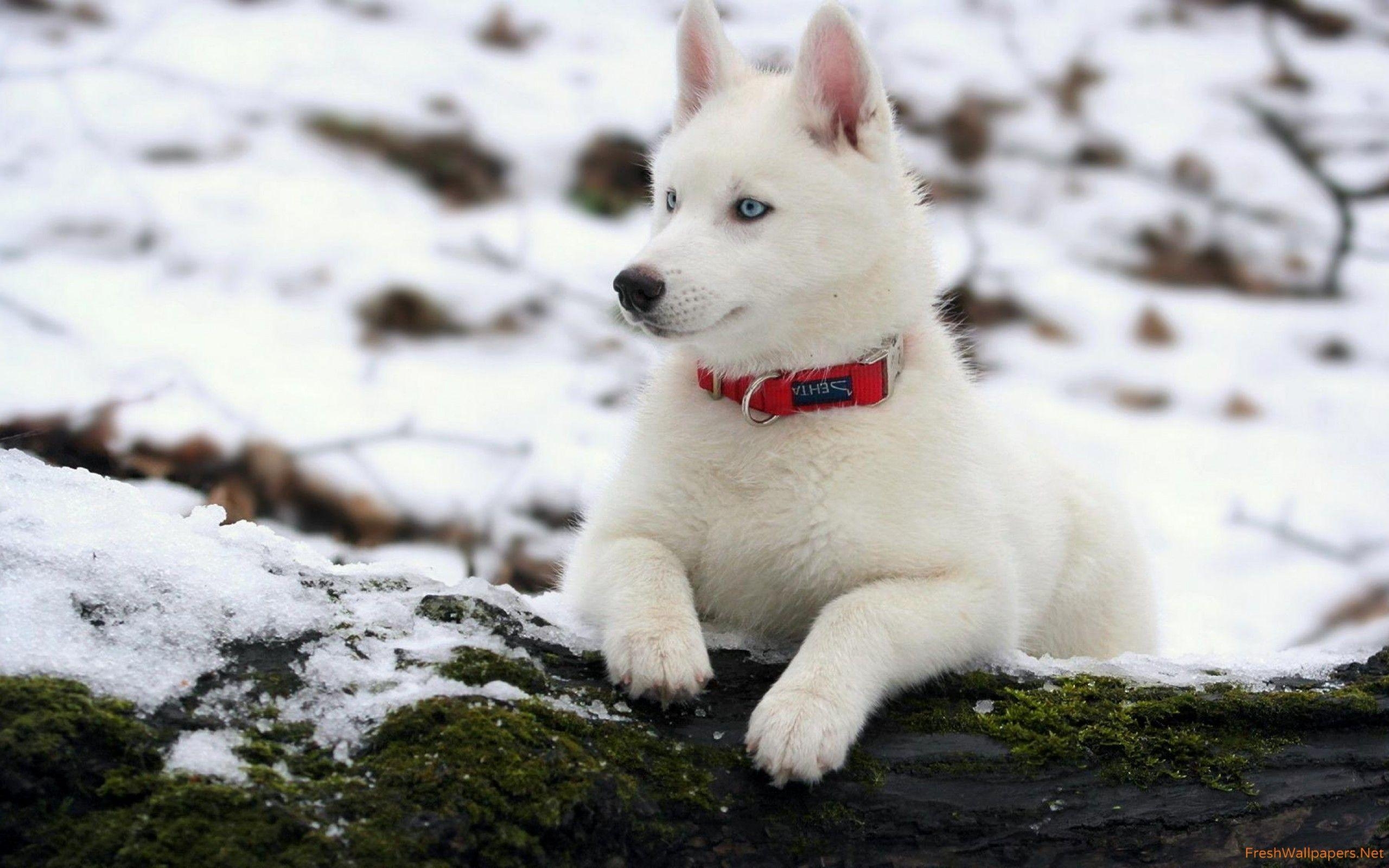 Weiß, Sibirischer Husky, Tiere, Bild, Hunde, 2560x1600 HD Desktop