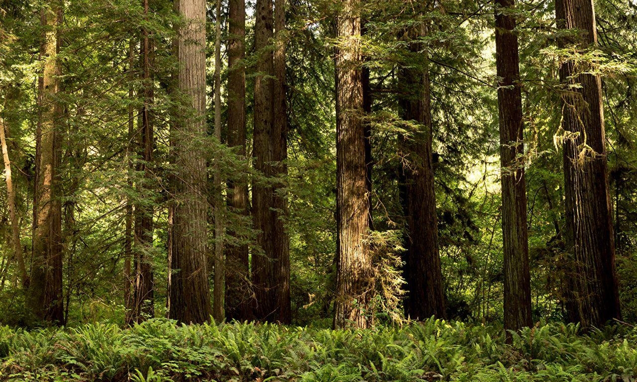 Redwood Nationalpark, Kalifornien, Reisen, USA, Natur, 1280x770 HD Desktop