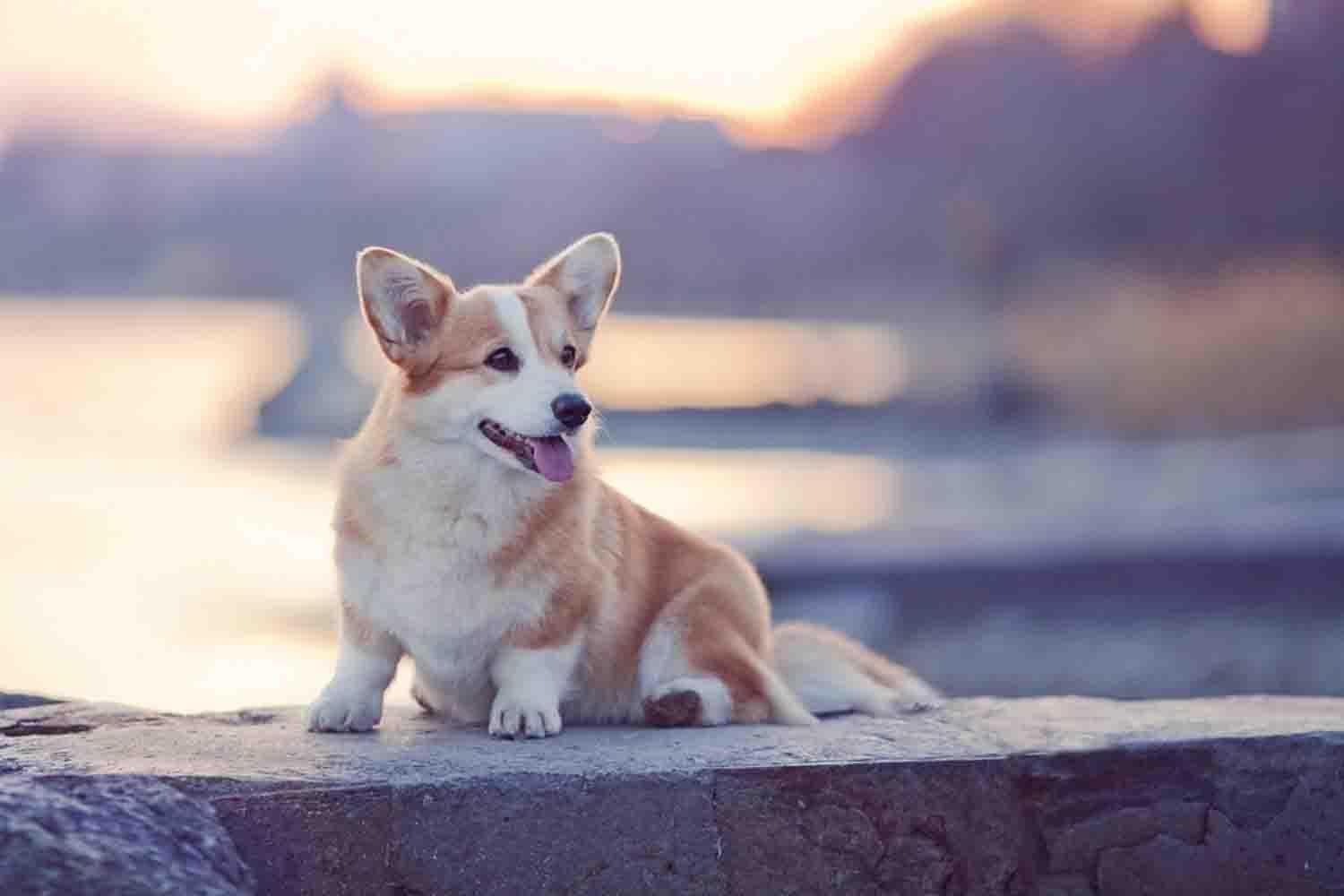 Corgi, Android, Hintergrundbild, Hund, Niedlich, 1500x1000 HD Desktop