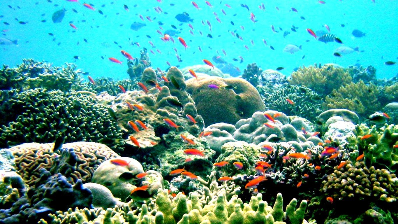 Great Barrier Reef, Natur, Hintergrund, Kostenlos, Korallen, 1370x770 HD Desktop