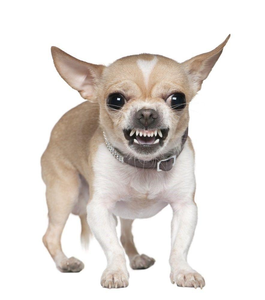 Chihuahua, aggressiv, kostenlos, Hintergrund, Bild, 890x1000 HD Handy