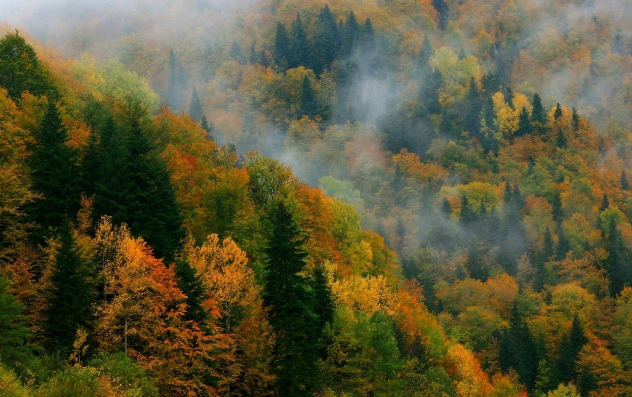 Herbst, Wald, Aserbaidschan, Asien, Reisen, 1280x810 HD Desktop