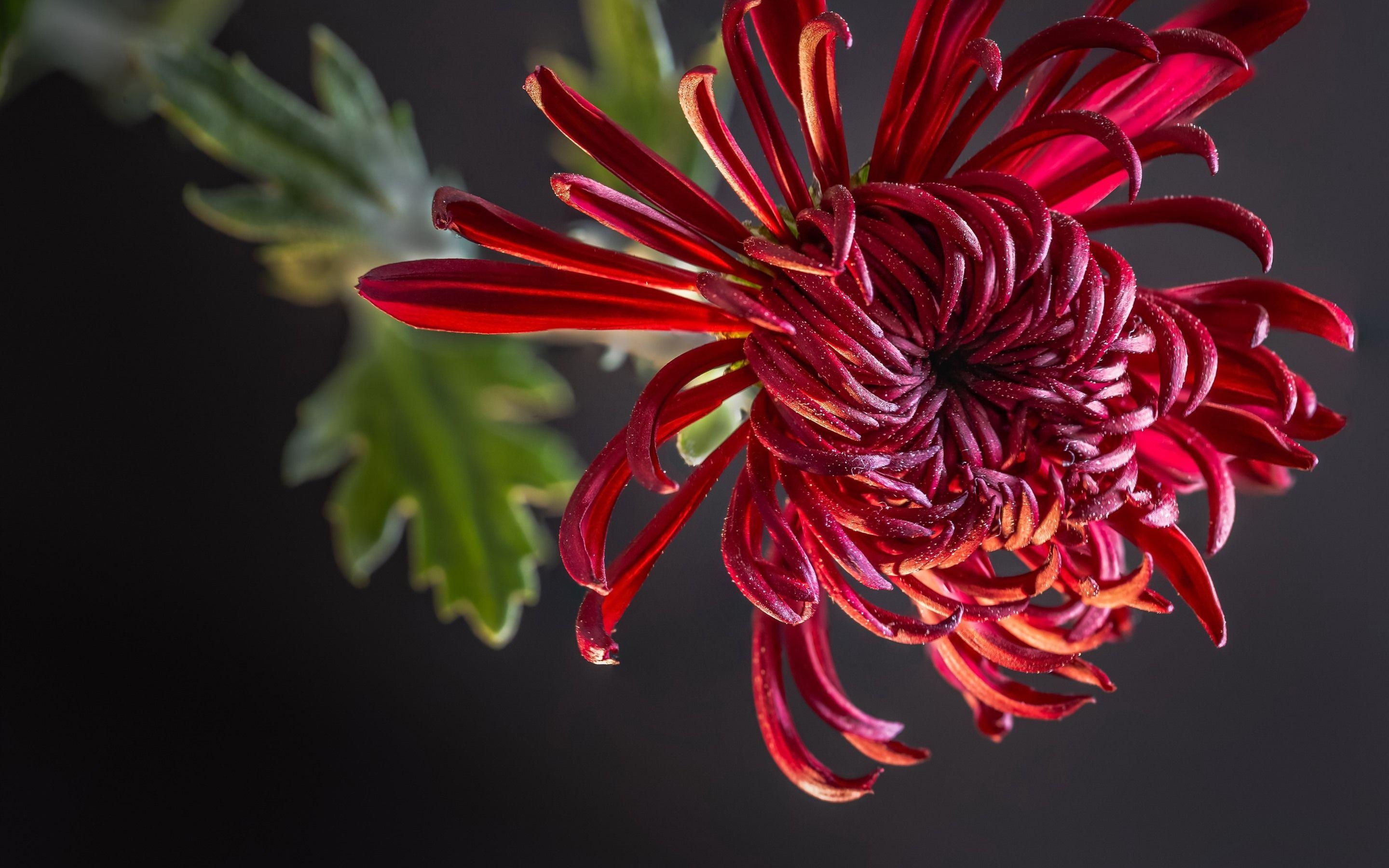 Rote Chrysantheme, Blütenblätter, Grauer Hintergrund, HD-Bild, 2880x1800 HD Desktop