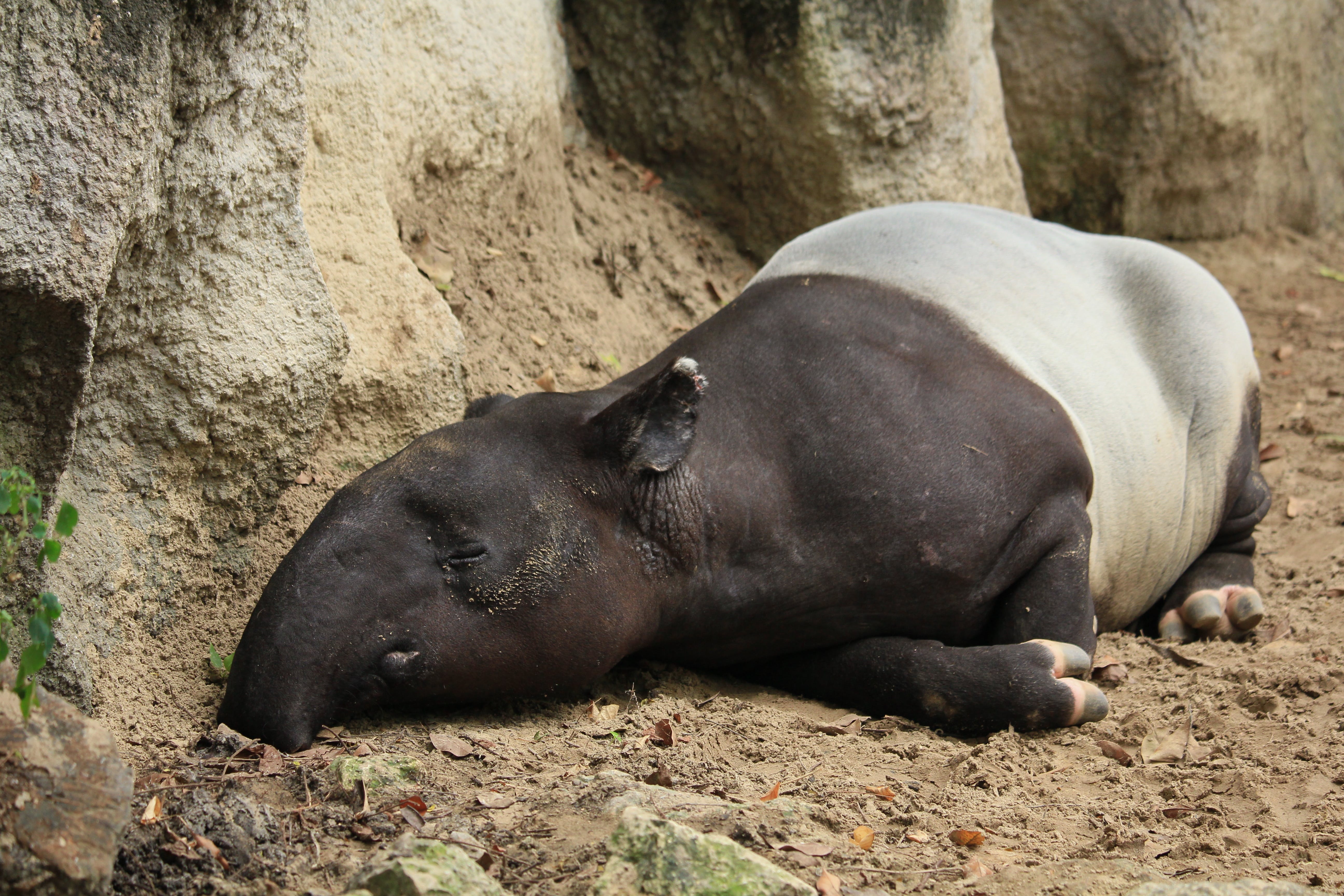 Tapir Foto, Kostenlos, Beste Bilder, Tiere, 5190x3460 4K Desktop