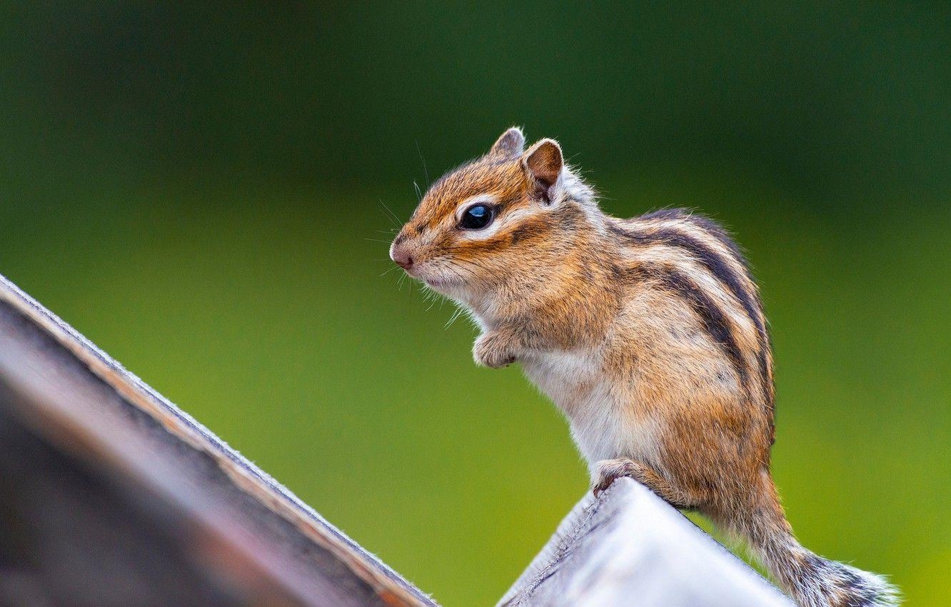 Streifenhörnchen, Hintergrund, Nagetier, Heimtier, Bild, 1340x850 HD Desktop