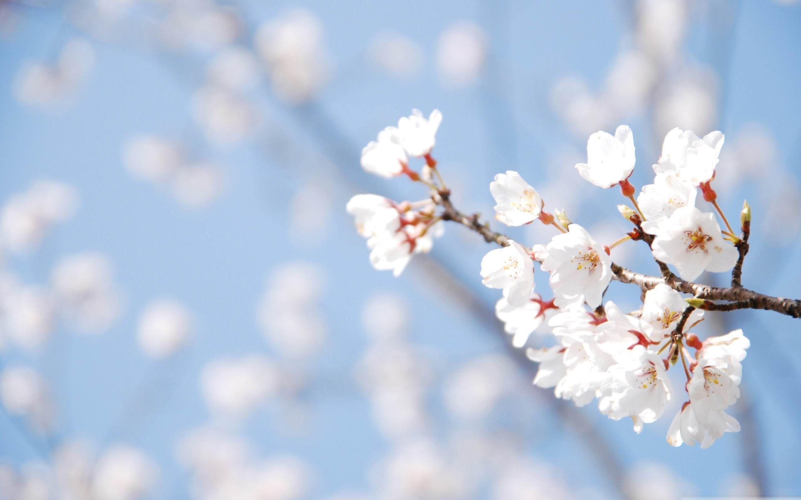 Frühling, Natur, YVF21, Schönheit, Erneuerung, 2560x1600 HD Desktop