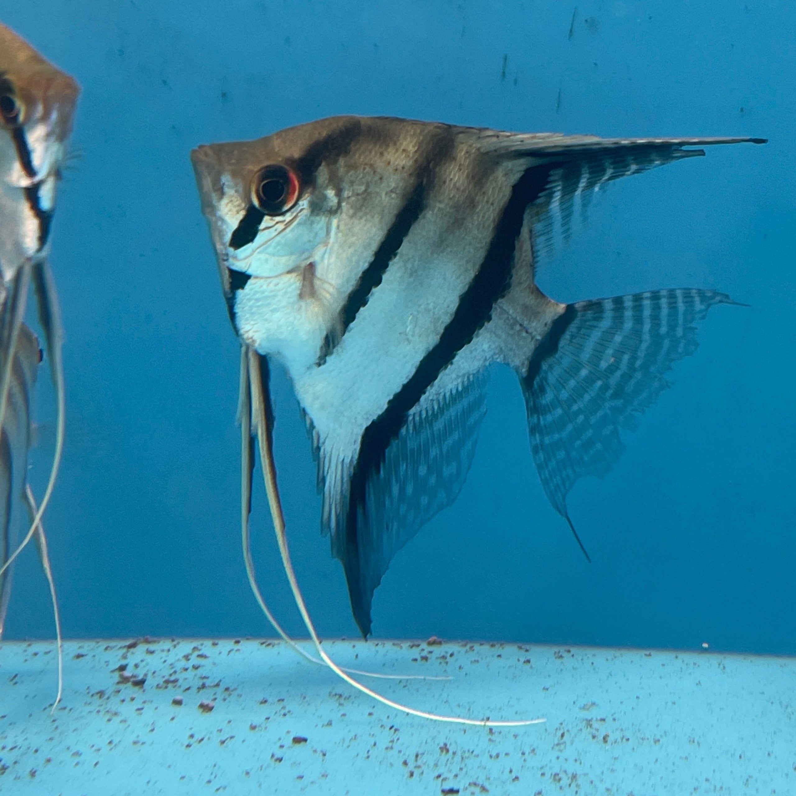 Wilder Kaiserfisch, Ozean, Meeresleben, Natur, 2560x2560 HD Handy