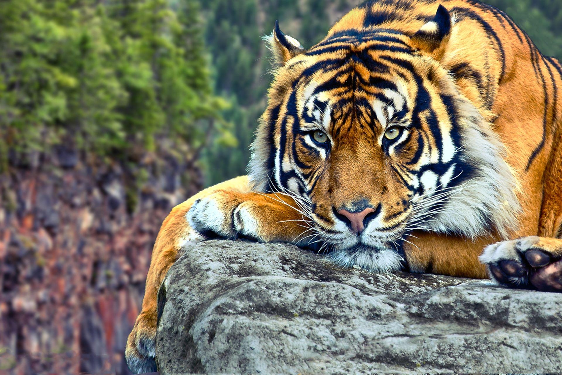 Tiger, HD, 40407, Pixel, Desktop, 1920x1280 HD Desktop